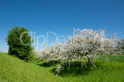 Frühling