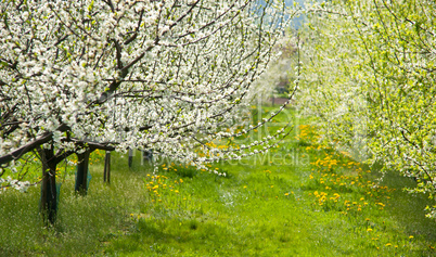 Frühling