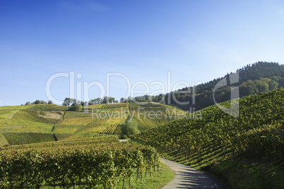 Weinberge der Ortenau