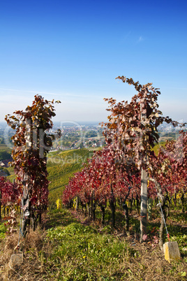 Weinberge