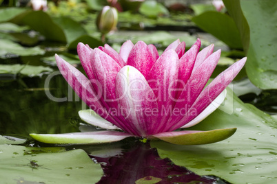 water lily