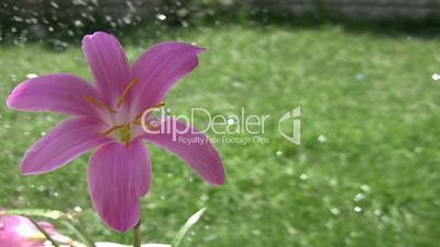 Beautiful pink flower and raindrops