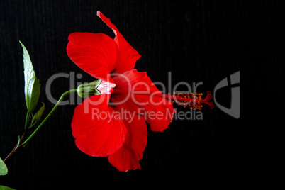 Hibiskus (Hibiscus  rosa-sinensis)