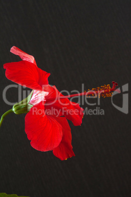 Hibiskus (Hibiscus  rosa-sinensis)