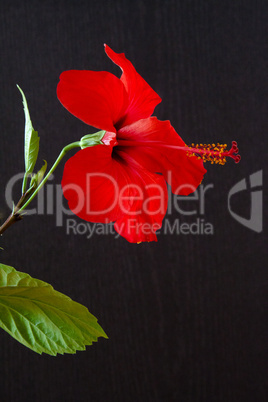 Hibiskus (Hibiscus  rosa-sinensis)