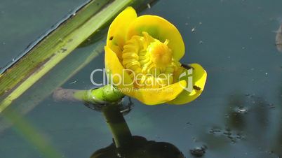 Gelbe Teichrose - Yellow pond lily