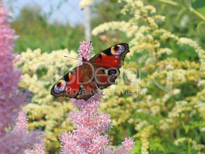 Beautiful butterfly