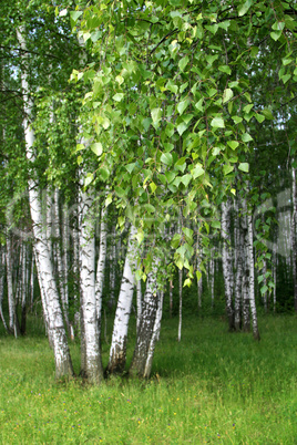 birch trees with young foliage
