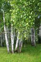 birch trees with young foliage