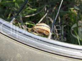 Roman snail and bicycle wheel