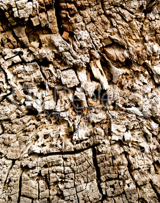 Texture of cracks on wood