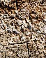 Texture of cracks on wood