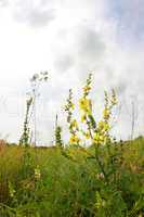 yellow field flowerses