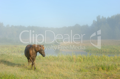 Horse in a fog