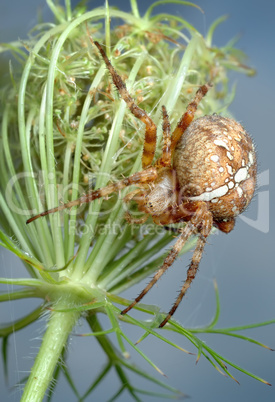 The spider Araneus diadematus