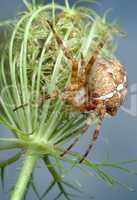 The spider Araneus diadematus