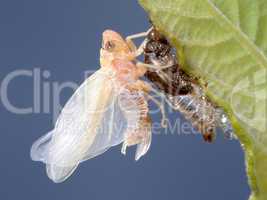Birth of a cicada (2)