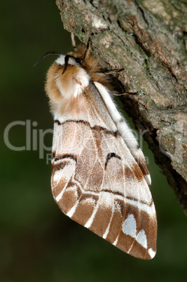 The butterfly Endromis versicolora