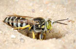 Wasp Bembex rostratus