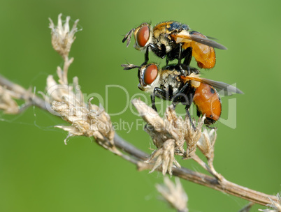 The pair of fly Tachina