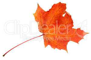 Red maple leaf, large DoF