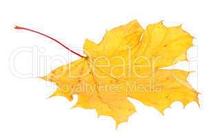 Yellow maple leaf, large DoF