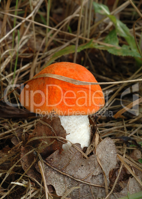 Orange cap boletus