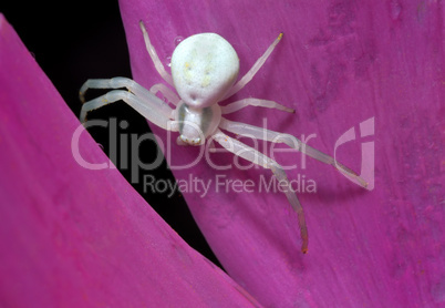 White spider on petal