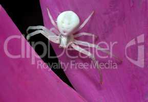 White spider on petal