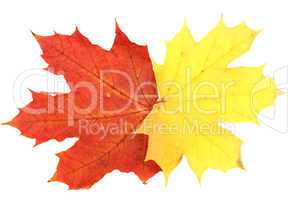 Maple leaves, large DoF