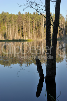 Wood lake