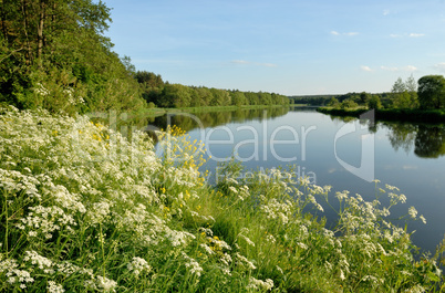 Flowers over the river