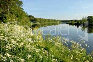 Flowers over the river