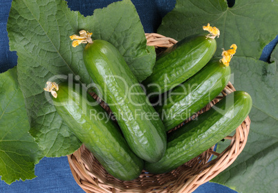 Cucumbers