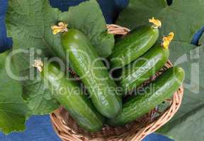 Cucumbers