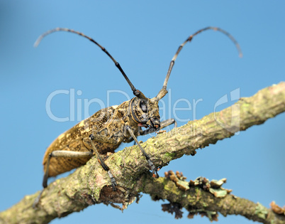 Beetle on a dry branch