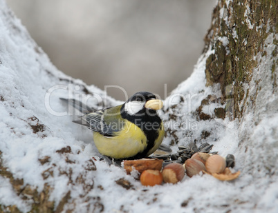 Nutlet for a titmouse