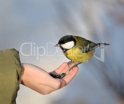 Titmouse on a hand.