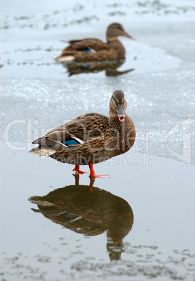 Ducks in the winter.