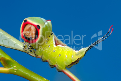 Caterpillar on a bush.