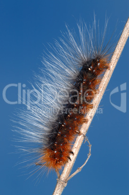 Hairy caterpillar