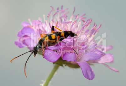 Longhorn beetle on a flower.