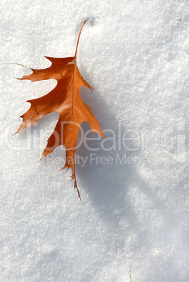 Leaf in the snow.