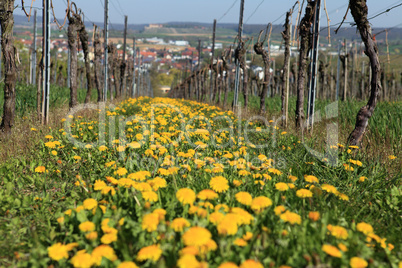 Weinberg - Vineyard