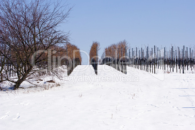 Weinberg im Winter - Vineyard in winter