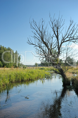 Stream and tree