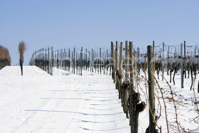 Weinberg im Winter - Vineyard in winter