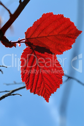 ..Red leaves