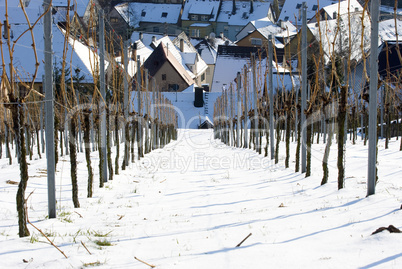 Weinberg im Winter - Vineyard in winter