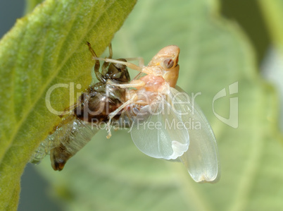 Birth of a cicada (1)